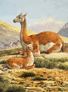 Guanacos