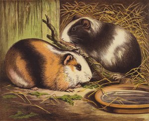 Guinea Pigs