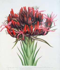 Gymea Lily, 1826 by English School