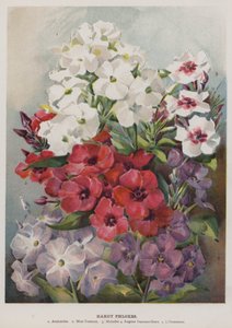 Hardy Phloxes by English School