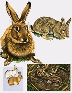 Hares and Rabbits by English School