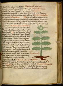 The Herb Asterion