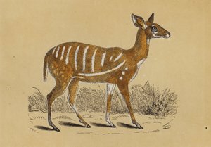 Harnessed Antelope by English School