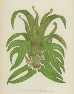 Harts-Tongue Spleenwort
