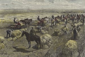 Harvesting wheat on the North American plains