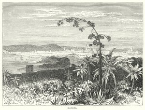 Havana by English School