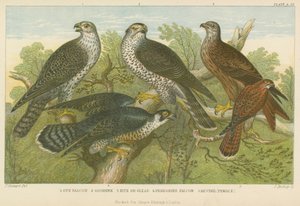 Hawks and falcons