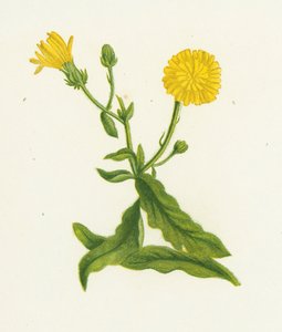 Hawkweed Picris, Picris Hieracioides