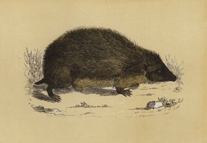 Hedge-Hog by English School