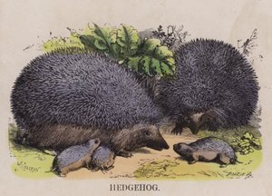 Hedgehog by English School