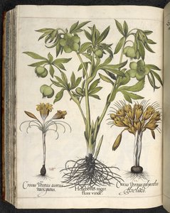 Helleborus Niger (black hellebore) from Culpeper