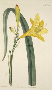 Yellow Day Lily from The Botanical Magazine or Flower Garden Displayed, pub. 1796 (hand coloured engraving) by English School