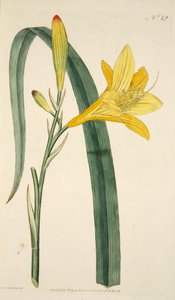 Hemerocallis Flava (Yellow Day Lily), Hand Coloured Engraving