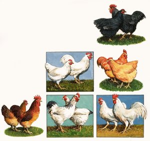 Hens