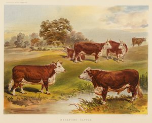 Hereford Cattle by English School