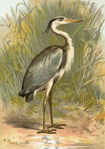 Heron by English School