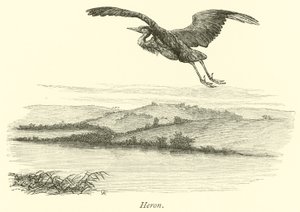 Heron by English School