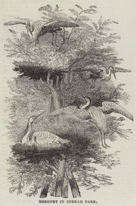 Heronry at Cobham Park by English School