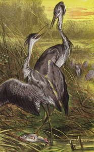 Herons by English School