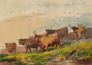 Highland Cattle by English School