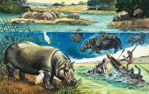 Hippopotami