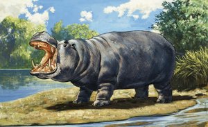 Hippopotamus