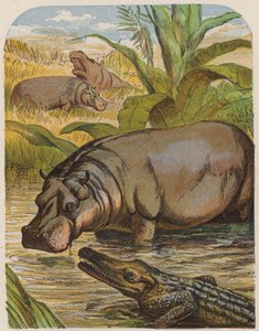 Hippopotamus and Crocodile