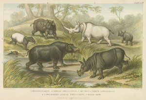Hippopotamus, rhinoceros and tapir