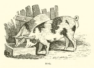 Hog by English School