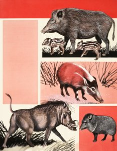 Hogs and Boars Montage by English School