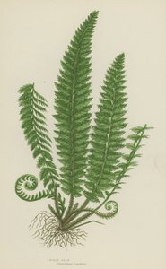 Holly Fern