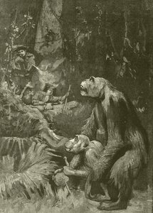 Home of the Gorilla (engraving) by English School