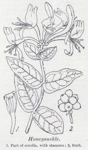 Honeysuckle by English School