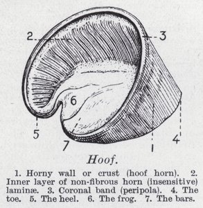 Hoof by English School
