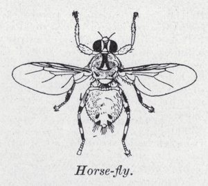 Horse-Fly by English School