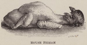 House Pigeon by English School