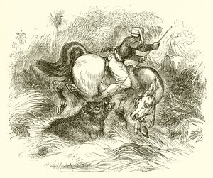How Wild Boars Are Hunted by English School