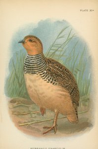 Hubbard