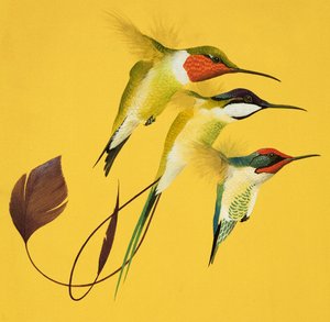 Humming Birds