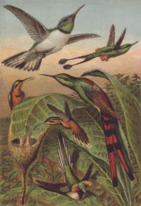 Hummingbirds