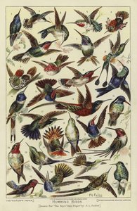 Humming birds by English School