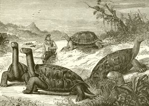Hunting Tortoises on the Coast of New Guinea
