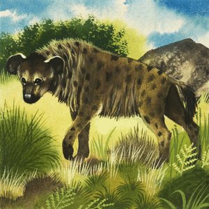 Hyena