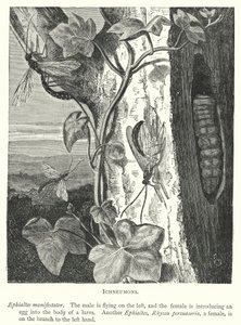 Ichneumons (Engraving) by English School
