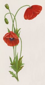 Illustration for A Dream of a Garden by English School