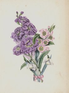 Illustration for Moss Rose Album by English School