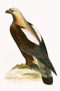 Imperial Eagle, illustration from 