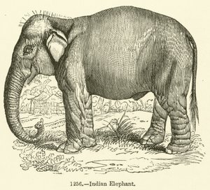 Indian Elephant by English School