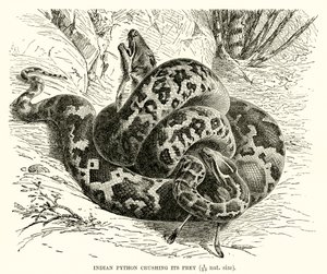 Indian Python Crushing its Prey
