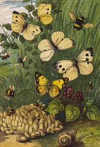 Insects